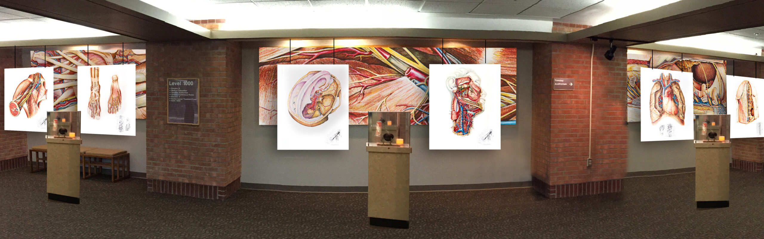 MyMichigan Anatomy Exhibit